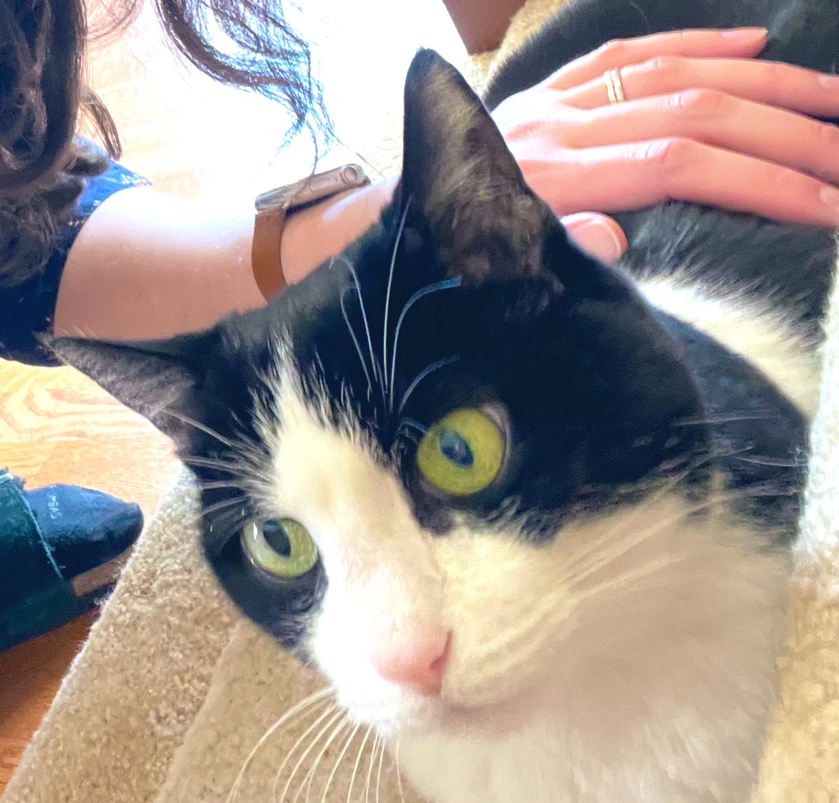 Amy J. Ko 🏳️🌈 🏳️⚧️ 🌮 🐈 tweet media