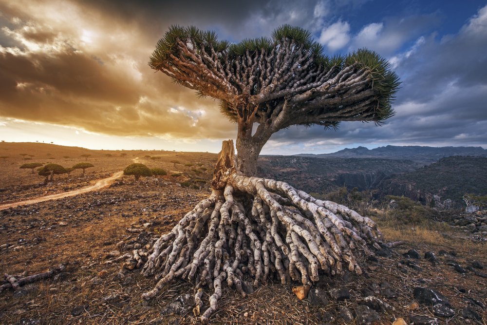 AlHanbalii's tweet photo. Socotra, une ile du Yémen située en mer d'Arabie. Il y a des choses qu'on ne trouve nulpart ailleurs sur cette île 
- Des Plantes, des Arbres 
- Le Scinique de Socotra 
- Le Julodis Clouei et bien d'autres https://t.co/fCIEBFOin1