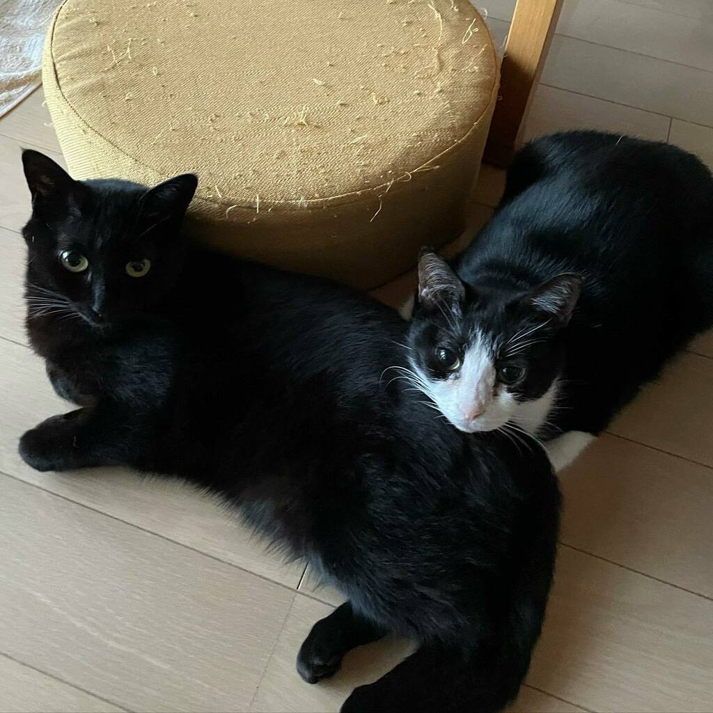 marutinne's tweet photo. おはよー。雨だねぇ。
#まるむるすたぐらむ #まる #むる #はちわれ女子 #黒猫女子 #猫団子 #雨の朝 #お尻まくら #にゃんだふるらいふ #ねこすたぐらむ #ペコねこ部 #うちのねこ #blackcats #mycats #catsofinstagram #catsaddict #nocatsnolife #rainyday https://t.co/ZFkjzrkBSw