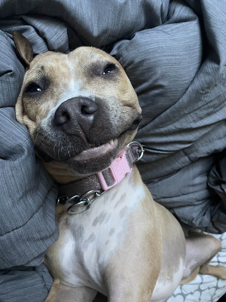 weebooslackttv's tweet photo. @J4CKMULL This is Lucy, my 2 year old Catahoula Leopard goofball 🤣🤣 https://t.co/IKUxGJ24NB