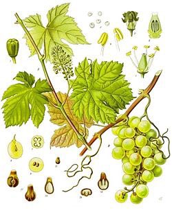 javierolisan's tweet photo. ¿Cómo favorecer el funcionamiento de la microcirculación?
Rusco (Ruscus aculeatus), Centella (Centella asiatica), Hamamelis (Hamamelis virginiana) y Vid Roja (Vitis vinifera). https://t.co/ymDTQWgnHg