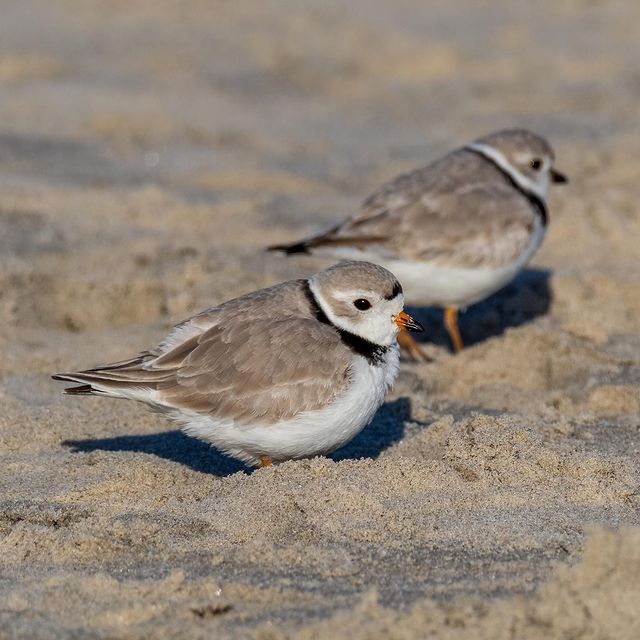 BirdBotASA's tweet photo. Piping plovers are back in New Jersey! Spring is official! (Seen with @meredith.tamminga).....#birds #bird #birdsofinstagr... https://t.co/eAR0RDuEE3 https://t.co/1ra9H5uRvR