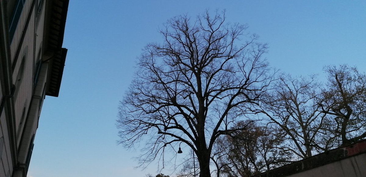 ortens84's tweet photo. I had this late afternoon #pathreidolia, my Master @smlungpathguy
#bronchialtree https://t.co/ANpNWX8Xgg