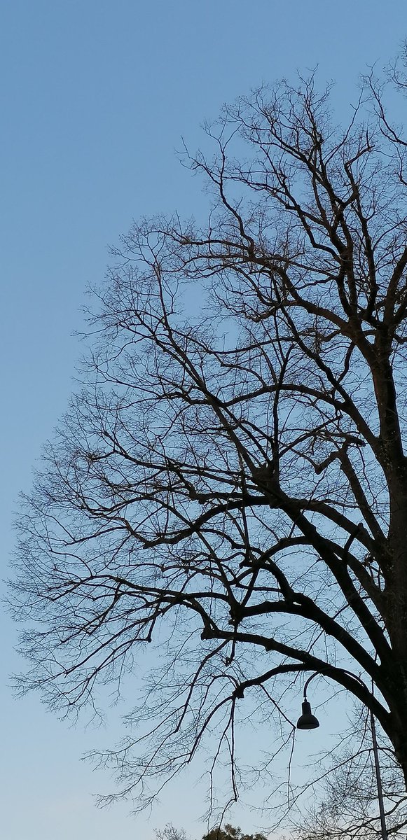 ortens84's tweet photo. I had this late afternoon #pathreidolia, my Master @smlungpathguy
#bronchialtree https://t.co/ANpNWX8Xgg
