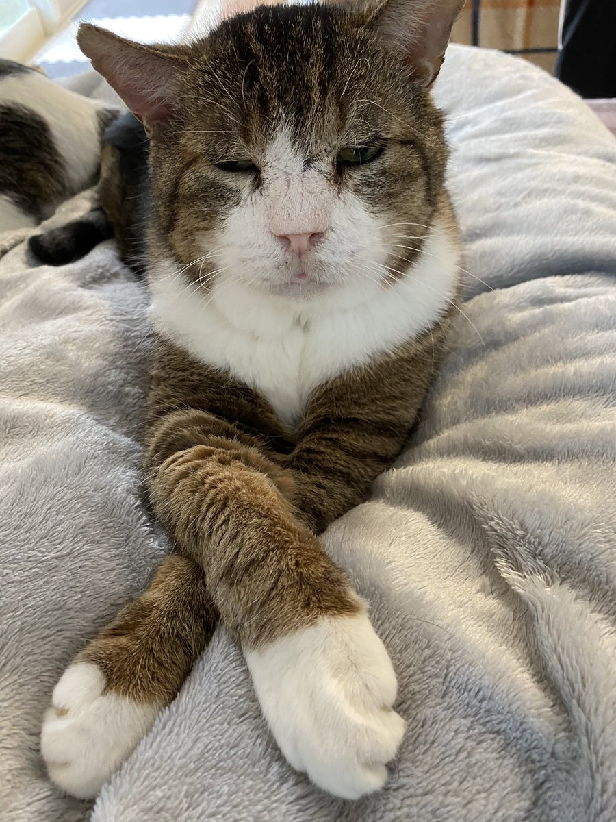 ボス猫いわの家猫修行