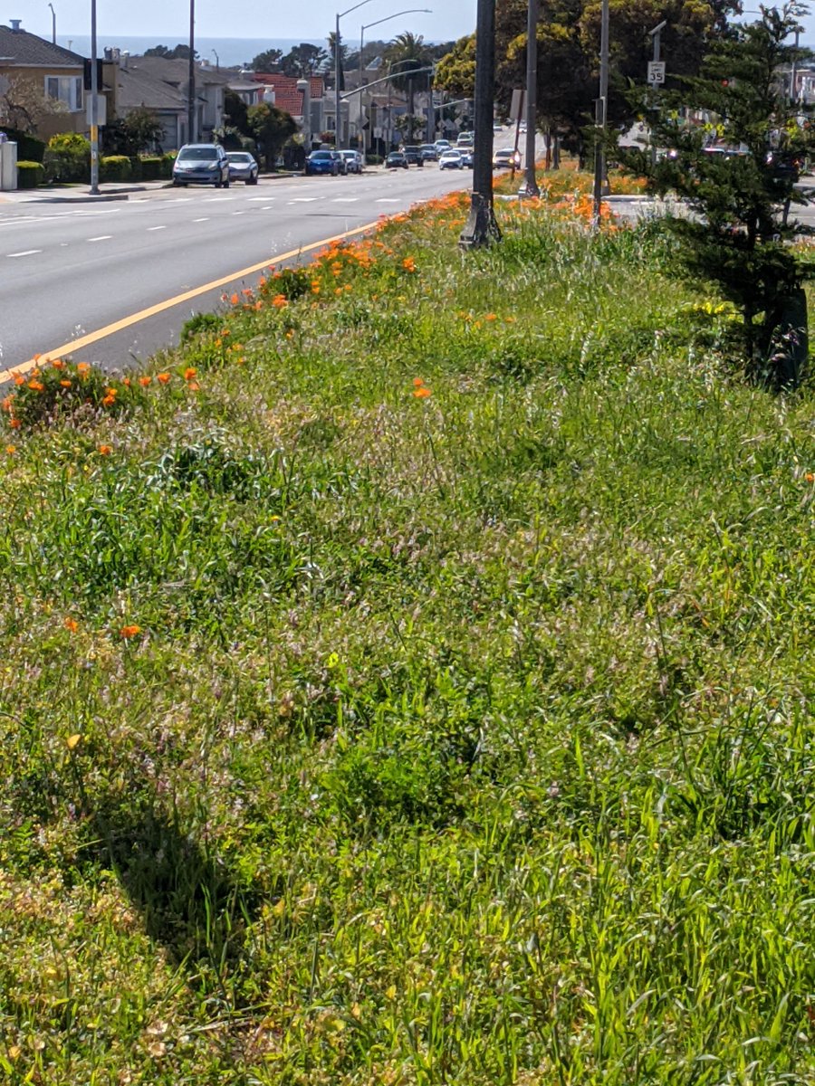 mickd415's tweet photo. You should check out the California Poppy parade on Sloat Blvd right now. #howsfseessf #SF #spring https://t.co/dHaSDqLea0