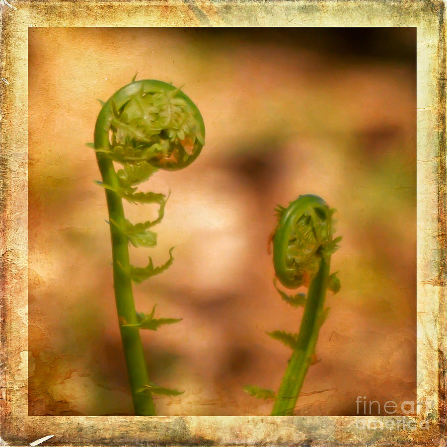 KerriFar's tweet photo. Getting ready to "unfurl" ~ https://t.co/SND5tciQ1e ~ #FiddleHeadFern #NewRiverNature #SpringSensations #InTheGarden #NaturePhotography https://t.co/vIamP90MYv