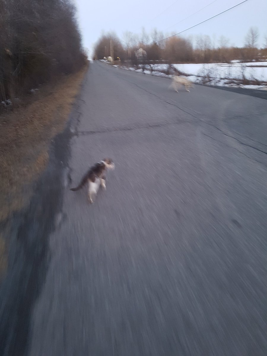 ayrporte's tweet photo. Apparently my walking companions this evening 3km
Freckles and Hobbes
#dalamation
#kitty https://t.co/kHwasNyEPe