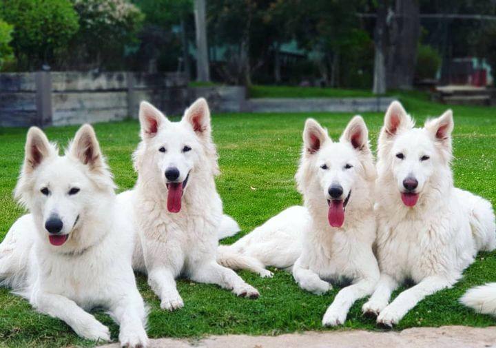 Very rare you see 4 white-colored GSD's altogether! 

📸 German Shepherd 
facebook.com/272515806165189

#germanshepherd #germanshepherds #germanshepherdpuppy #germanshepherdpup #germanshepherddog #gsd #gsdofinstagram #gsdpuppy #gsdlife #gsdlove #germanshepherdsofinstagram