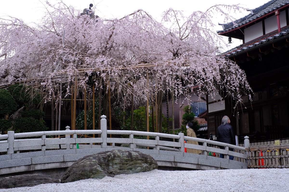 AmigoNakano's tweet image. 先週も行った玉蔵院にまた行ってきました。
枝垂桜満開でした🌸

#玉蔵院 #浦和 #桜 #枝垂桜 
#写真好きな人と繋がりたい 
#写真撮ってる人と繋がりたい 
#ファインダー越しの私の世界