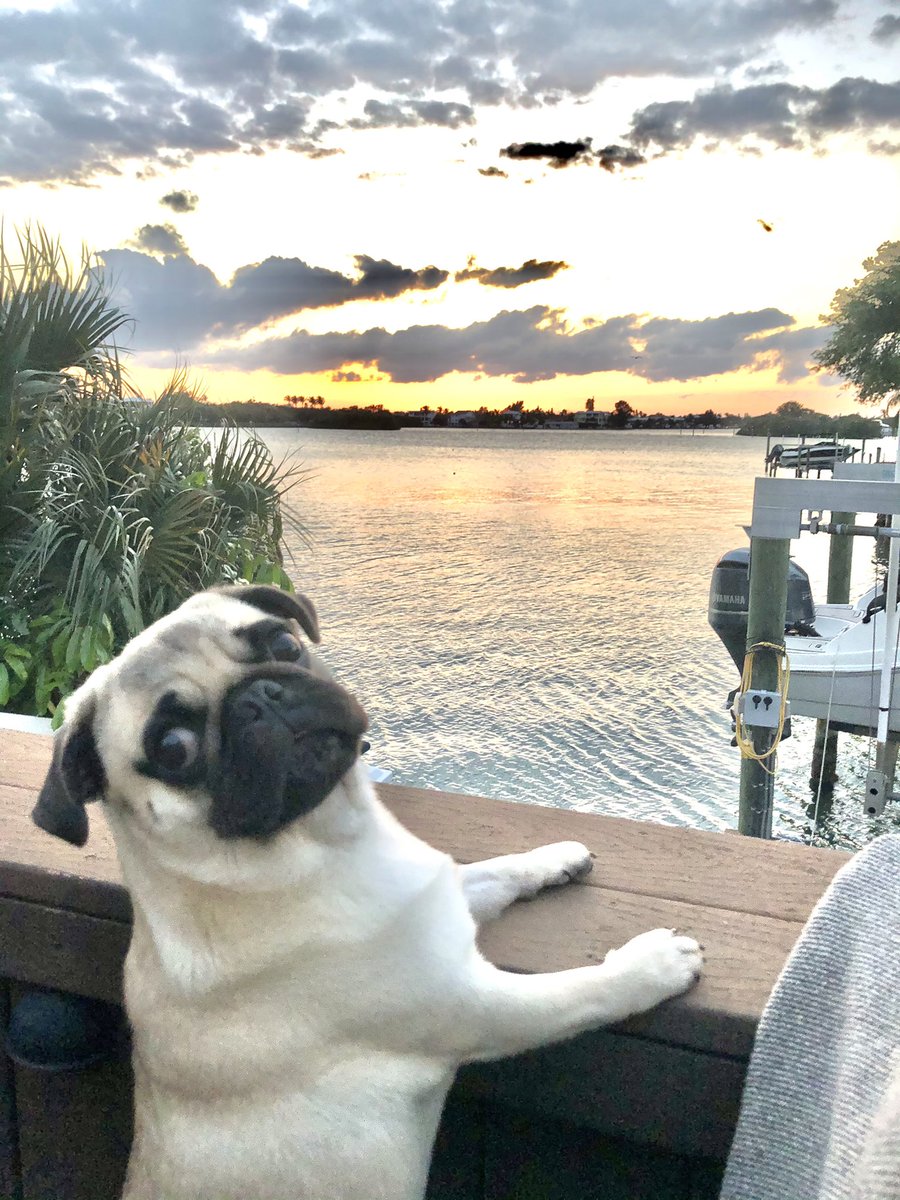 Pugs and Sunsets 😍