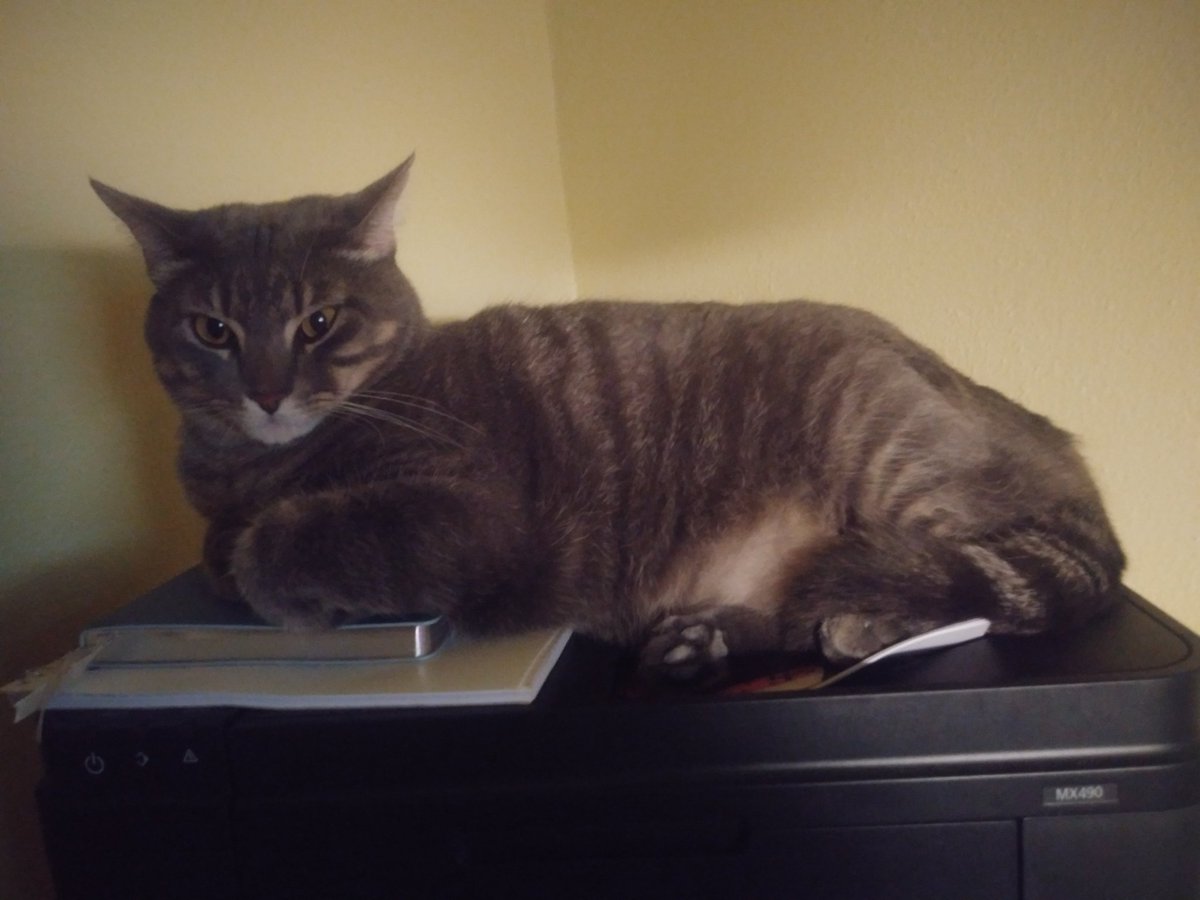 stylis_darling's tweet photo. Hey guys. My sweet Sammy ran away earlier this evening and we haven't found him. Please send prayers that we find him. #WhereIsSammy https://t.co/5aRuxRaF5D