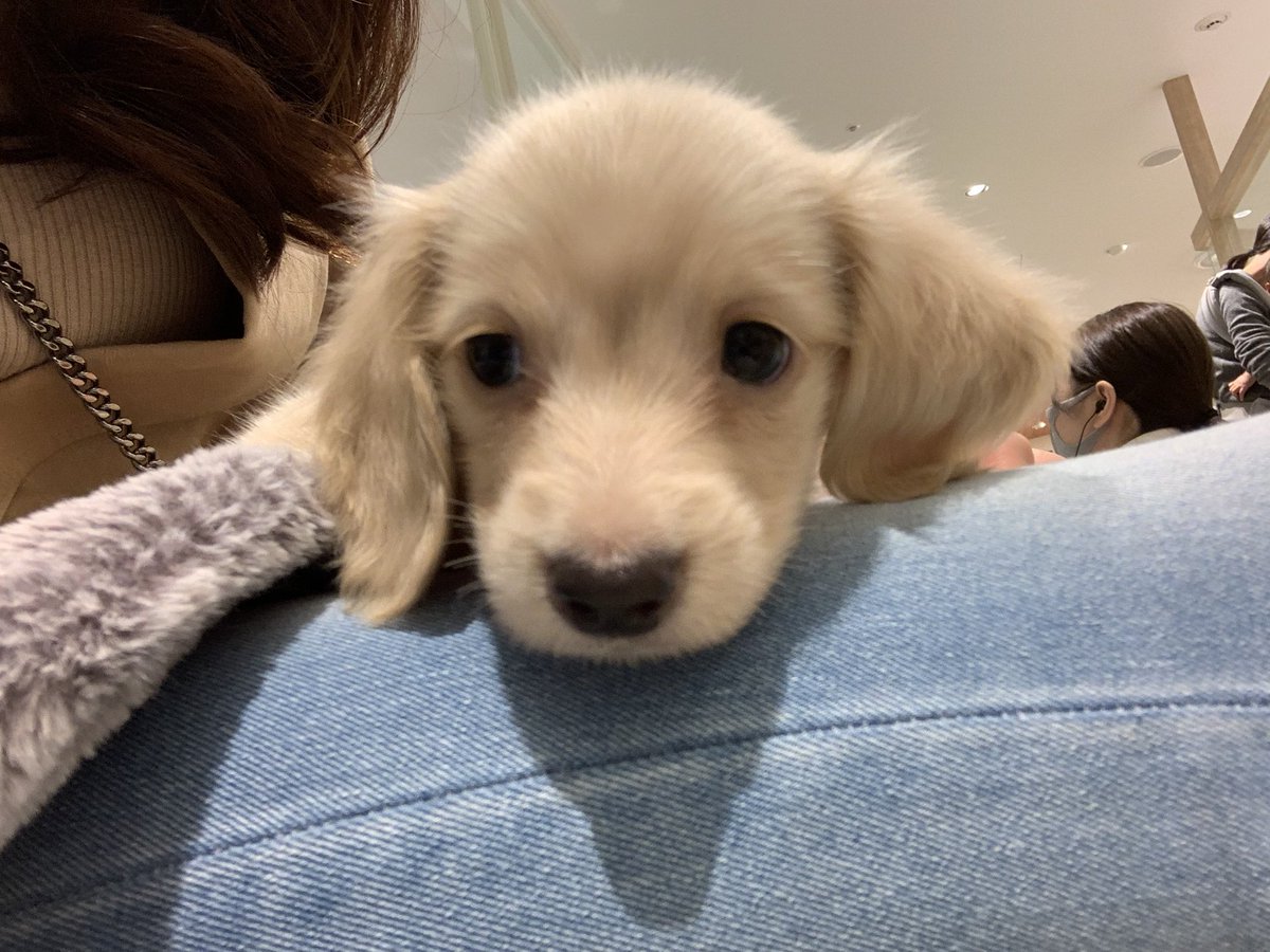 ____ulu____'s tweet photo. 久しぶりにうるを飼った時と同じ月齢のダックスちゃんを抱っこさせてもらいました(1.2枚目)🥺💕ちなみに3枚目はうるです🐶
#ミニチュアダックスフンド　#ダックスフンド　#犬のいる暮らし　#愛犬　#犬好きさんと繋がりたい　#うるくん成長日記　#うるの兄弟探し https://t.co/MhnGqjTVzU
