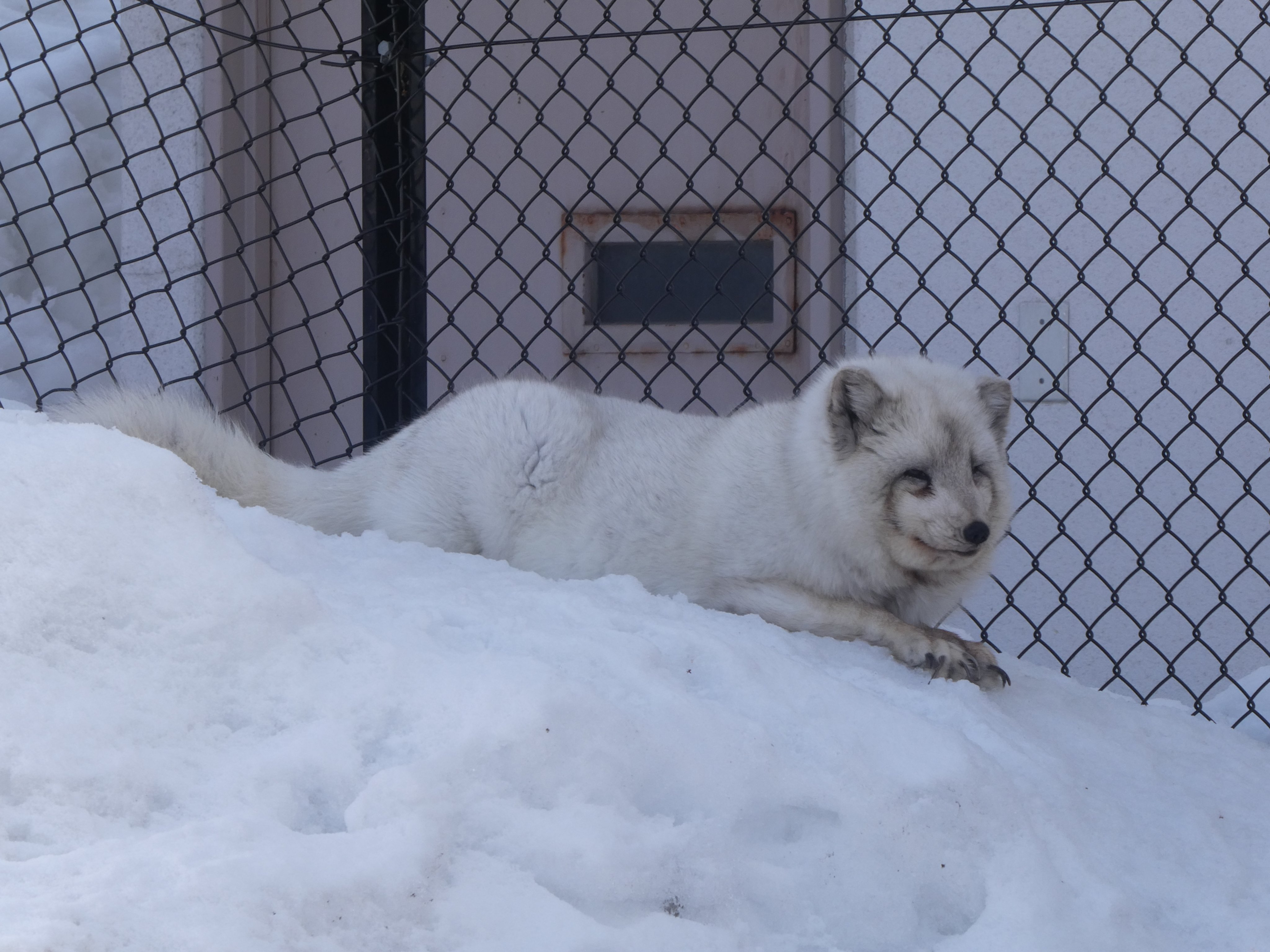 いまかわたまき 旭山動物園散歩 そのさん ホッキョクギツネさんは朝は起きてました レッパンは午後の撮影 18年生まれの子 21 03 旭山動物園 ホッキョクギツネ レッサーパンダ マヌルネコ シロフクロウ T Co Zthcxckxwn Twitter