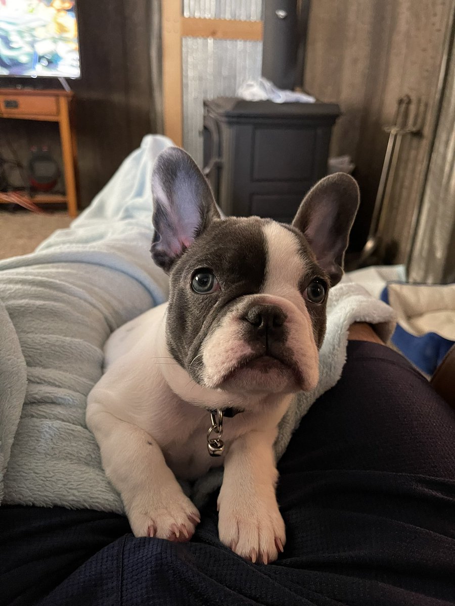 CavazosjJoe's tweet photo. @IntoTheShitter Dogo.                                     Frenchy https://t.co/CKf7K9eMKJ