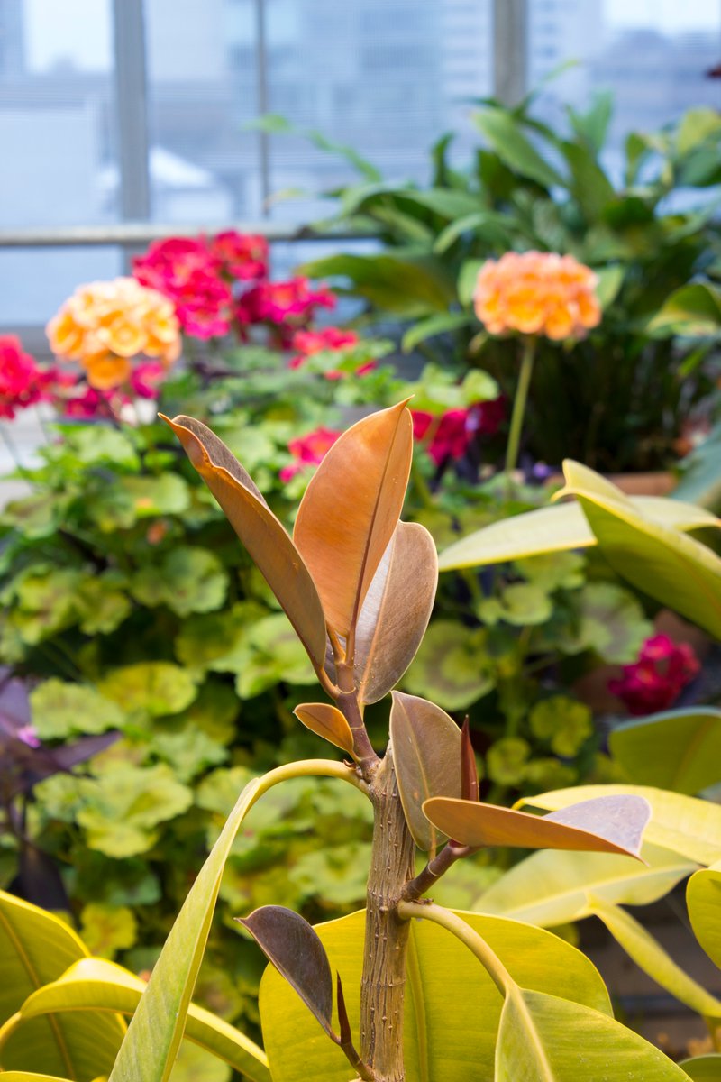 uiowabiology's tweet photo. Spring is finally here! Check out these plants and many more in the Biology Greenhouse located on the @uiowa campus on the 4th Floor of Biology Building East. The Greenhouse is open to the university community and the general public. For more info, visit: https://t.co/5r3YR7UUd4 https://t.co/v2pI7sG86g