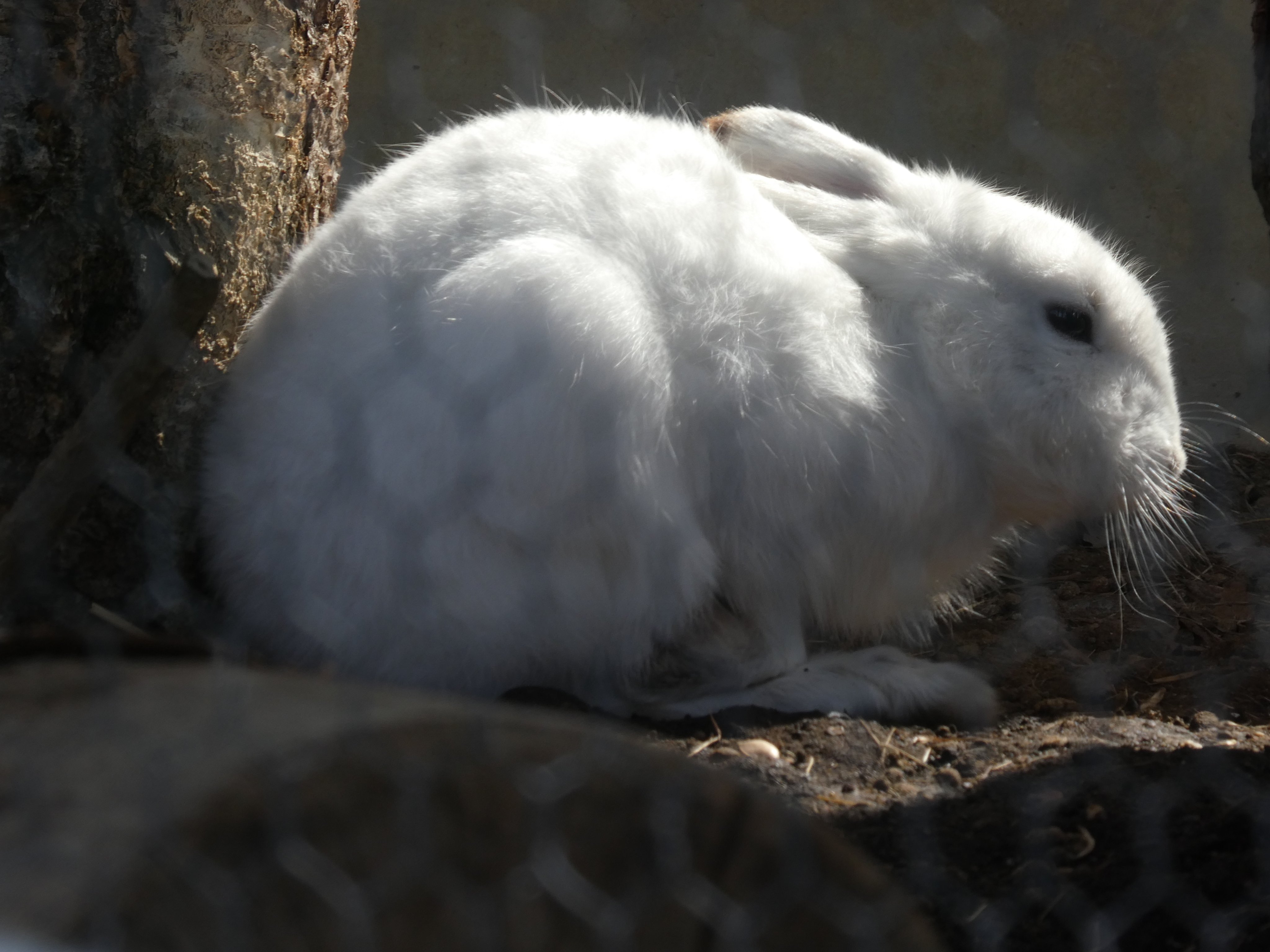 いまかわたまき 旭山動物園散歩 そのさん ホッキョクギツネさんは朝は起きてました レッパンは午後の撮影 18年生まれの子 21 03 旭山動物園 ホッキョクギツネ レッサーパンダ マヌルネコ シロフクロウ T Co Zthcxckxwn Twitter
