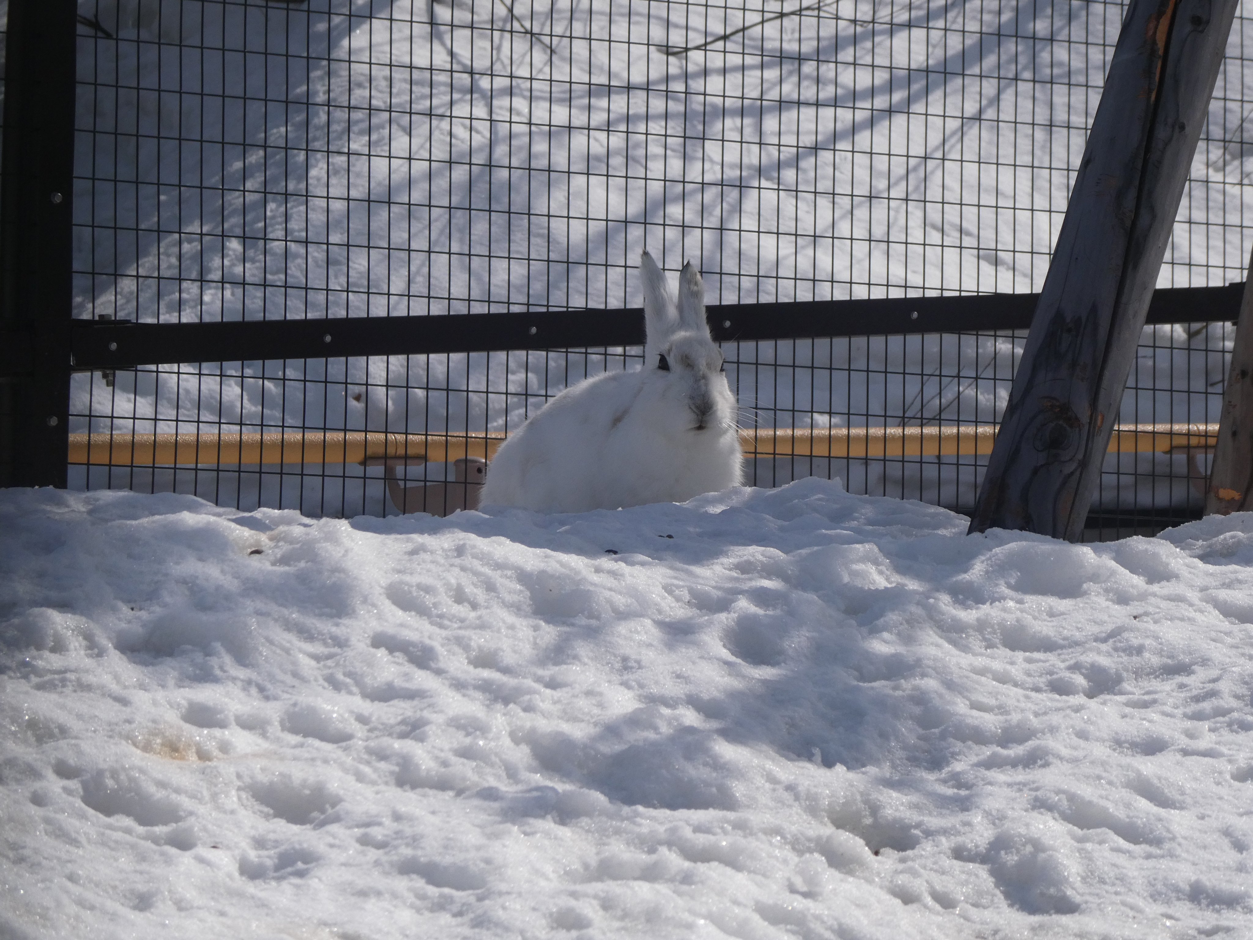 いまかわたまき 旭山動物園散歩 そのさん ホッキョクギツネさんは朝は起きてました レッパンは午後の撮影 18年生まれの子 21 03 旭山動物園 ホッキョクギツネ レッサーパンダ マヌルネコ シロフクロウ T Co Zthcxckxwn Twitter
