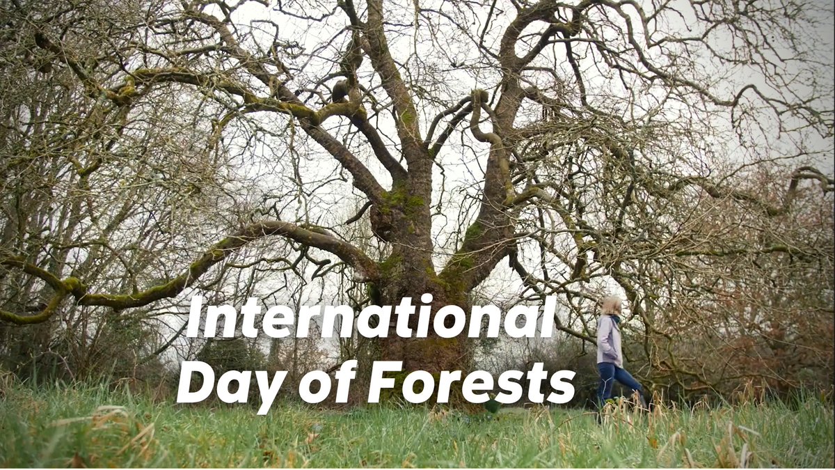 greenparty_ie's tweet photo. Trees are the backbone of a healthy environment, and restoring Ireland's forests has the potential to create valuable public amenities, support communities, and pave the way for a new generation of foresters and farmers. #IntlForestDay #Together4forests
👉 https://t.co/y9W1cpn19a https://t.co/dWXysA49Cc