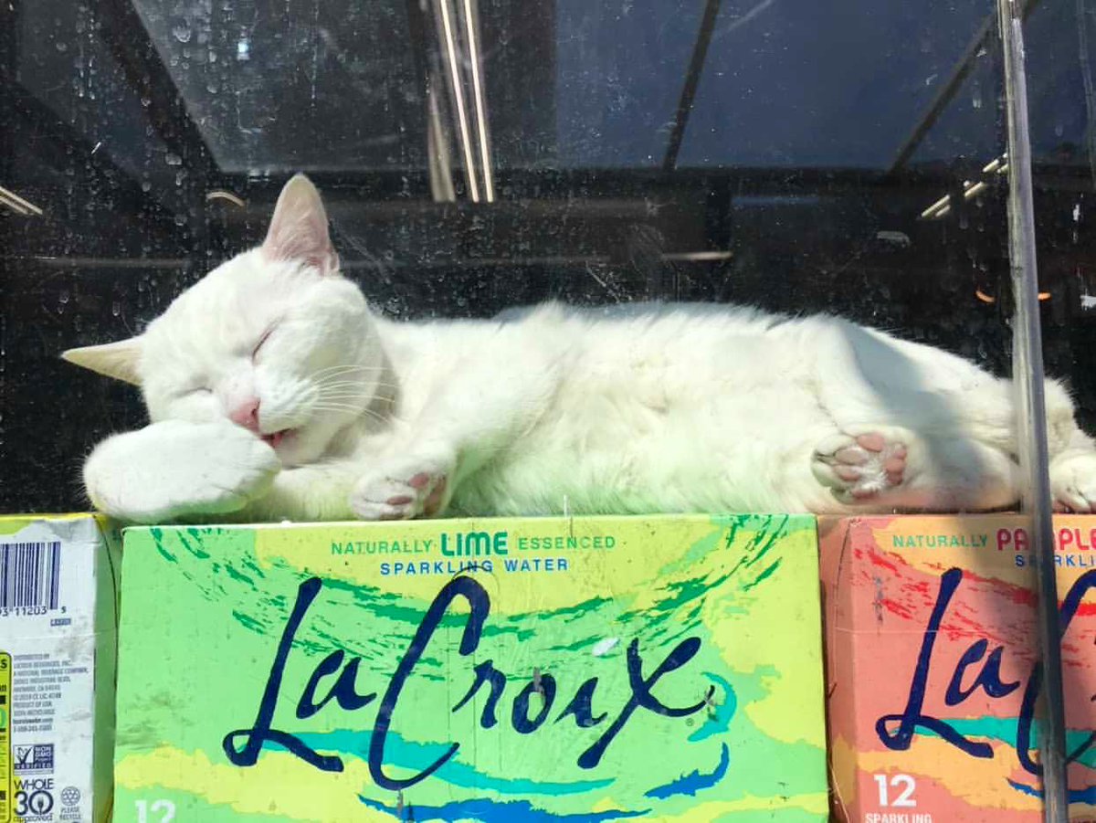 Bodegacats_'s tweet photo. https://t.co/NRuCviO1Ue