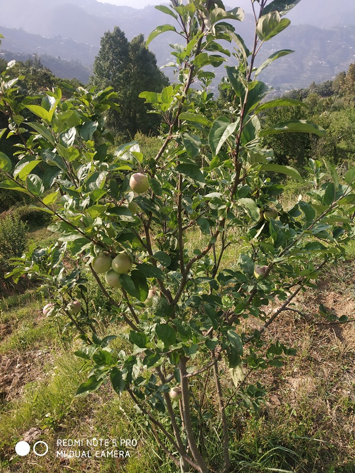 Mukteshwar_'s tweet photo. Mukteshwar is a small but very beautiful Himalayan Town in @Nainital District

#Mukteshwar is rich in scenic beauty &amp; famous for its Himalayan Range
Green Valley View
Apples
Apricot 
Plums
Oak  Rhododendron Forest

#मुक्तेश्वर #Nainital #Uttarakhand #NainitalTourism #Himalayas https://t.co/K10OURuIdA