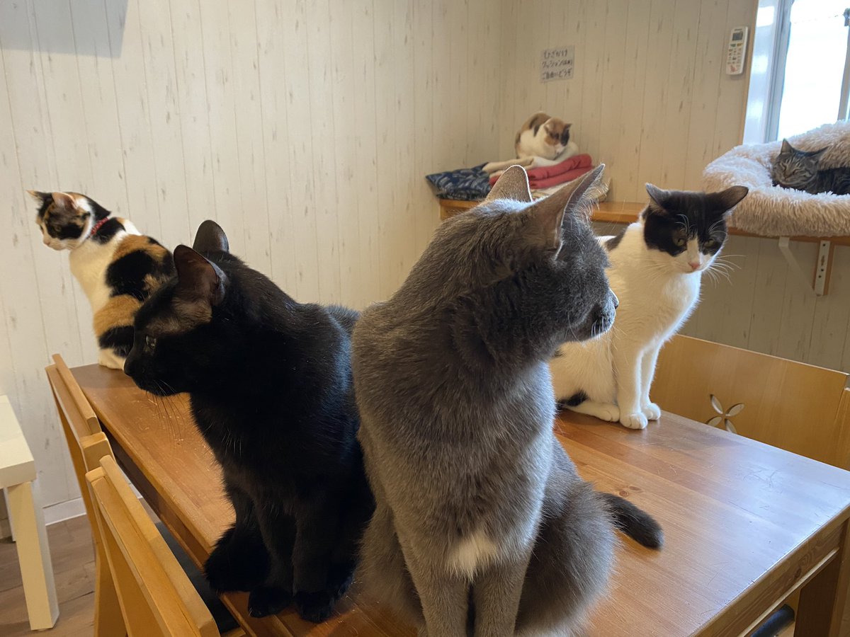 猫カフェtango 猫カフェタンゴ 本日もオープンいたしました 19時までの受付です ご来店お待ちしております