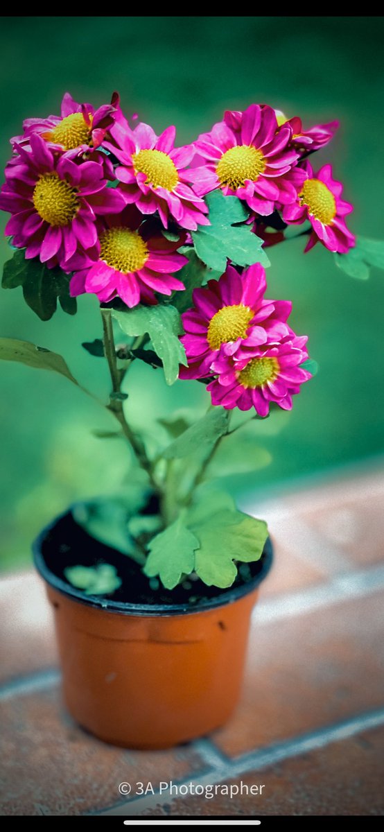 ahmed2012_hamad's tweet photo. Free wallpaper for your phone..
#iPhone_camera #Apple https://t.co/Q1a4cazGjt