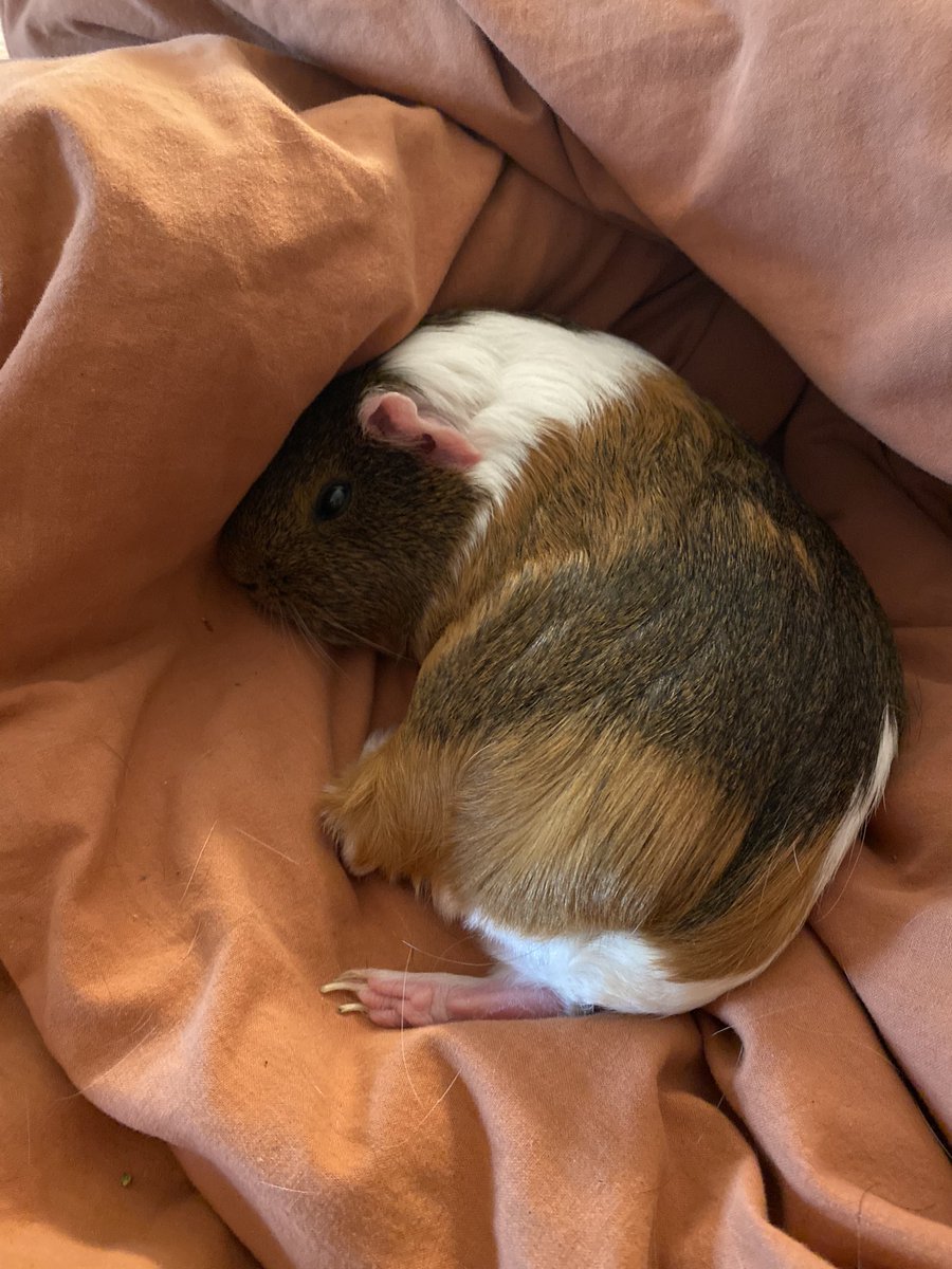 KateEhle's tweet image. There is nothing more soothing/a boost of serotonin than a guinea pig happily squeaking. 

Change my mind.