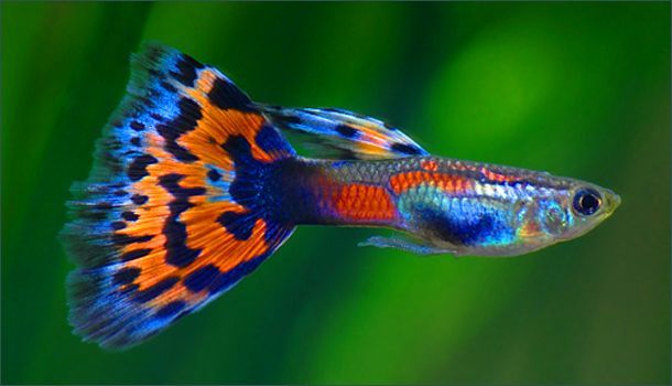 EPIGENETICA47's tweet photo. Epigenetic modifications can influence population responses to environmental change, including climate change and modulate selection via genetic accommodation and assimilation. #DevelopmentalPlasticity include parental diet, and the thermal environment. https://t.co/H0lnKiCCEF