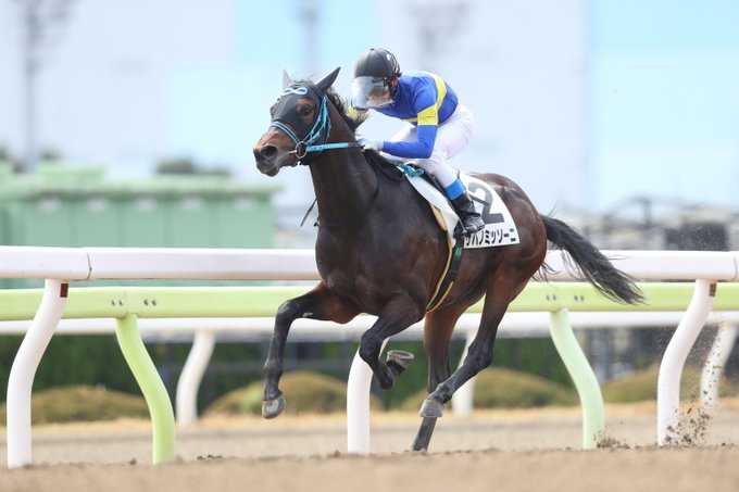 競馬 サバノミッソーニ という名前の競走馬が話題に 名前の由来が鯖のみそ煮 いいのかこんな名前で まとめダネ 競馬 サバノミッソーニ という名前の競走馬が話題に 名前の由来が鯖のみそ煮 いいのかこんな名前で まとめダネ