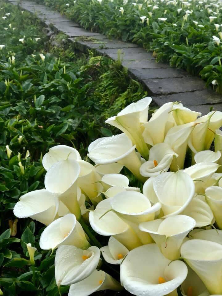 TaiwanToLive's tweet photo. Spring morning in the country area. https://t.co/vZje6VCmO9