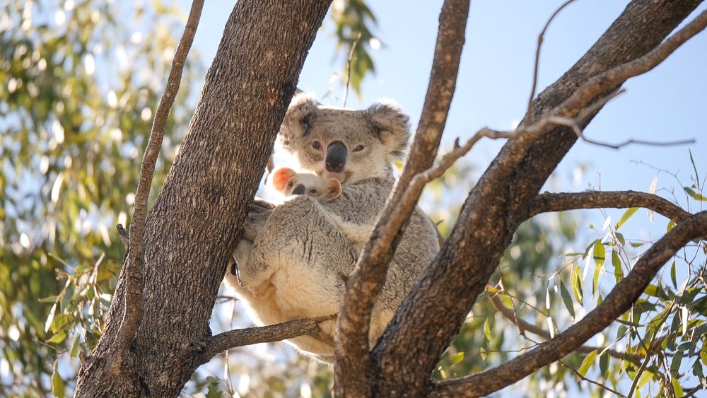 NSW Farmers unsure what new #koala protection policy means, while greens group label it a 'death blow' <a href="/ABCRural/">ABC Rural</a>
ab.co/3ejizNl