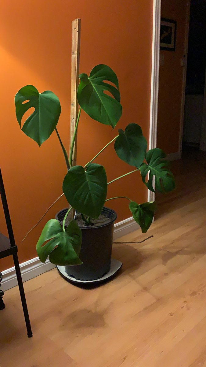 AshleyM902's tweet photo. @JodiAnderson311 Highly recommend my pride and joy: Monstera Deliciosa. I bought this baby as a 4 incher a year and a half ago. Look at her now! https://t.co/8y5jPeE0h0