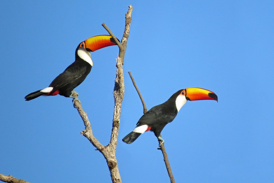 birdsofbrazil's tweet photo. The beak is actually used for regulating the birds' temperature thanks to its size. It has a long, thin tongue the same size.
Toucans are frowned upon for eating eggs and baby birds, attacking other birds' nests.
(Pictured left is a baby Toucan, which is undeniably adorable.) https://t.co/6SUbzuHpM9