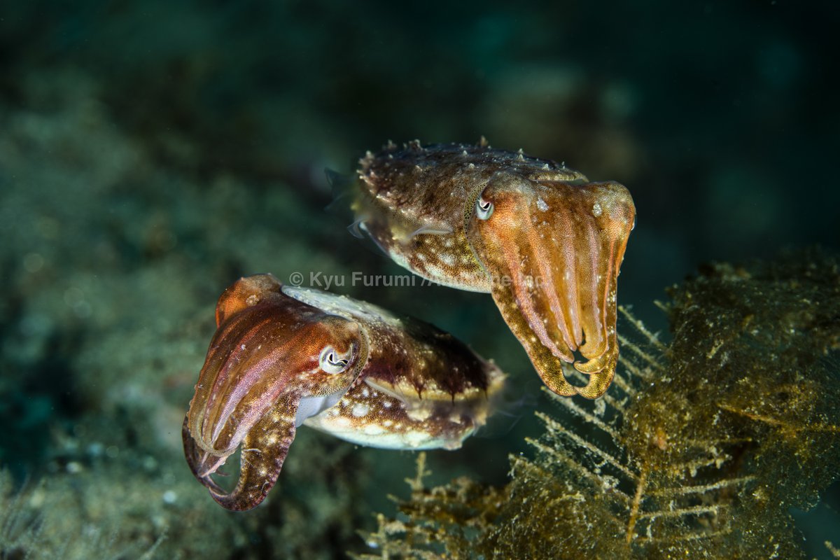 頭足類 بحث في تويتر