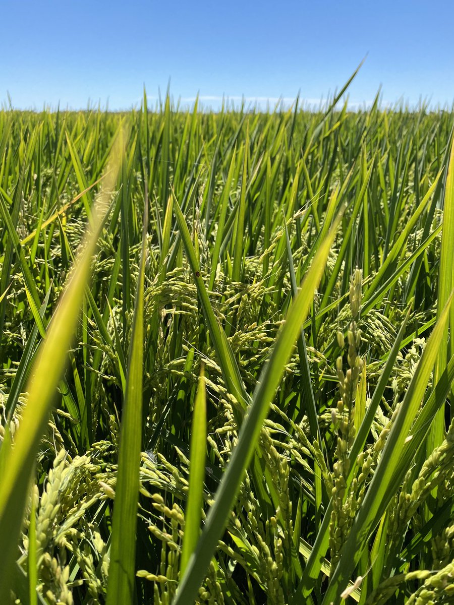 Scott Burger tweet media