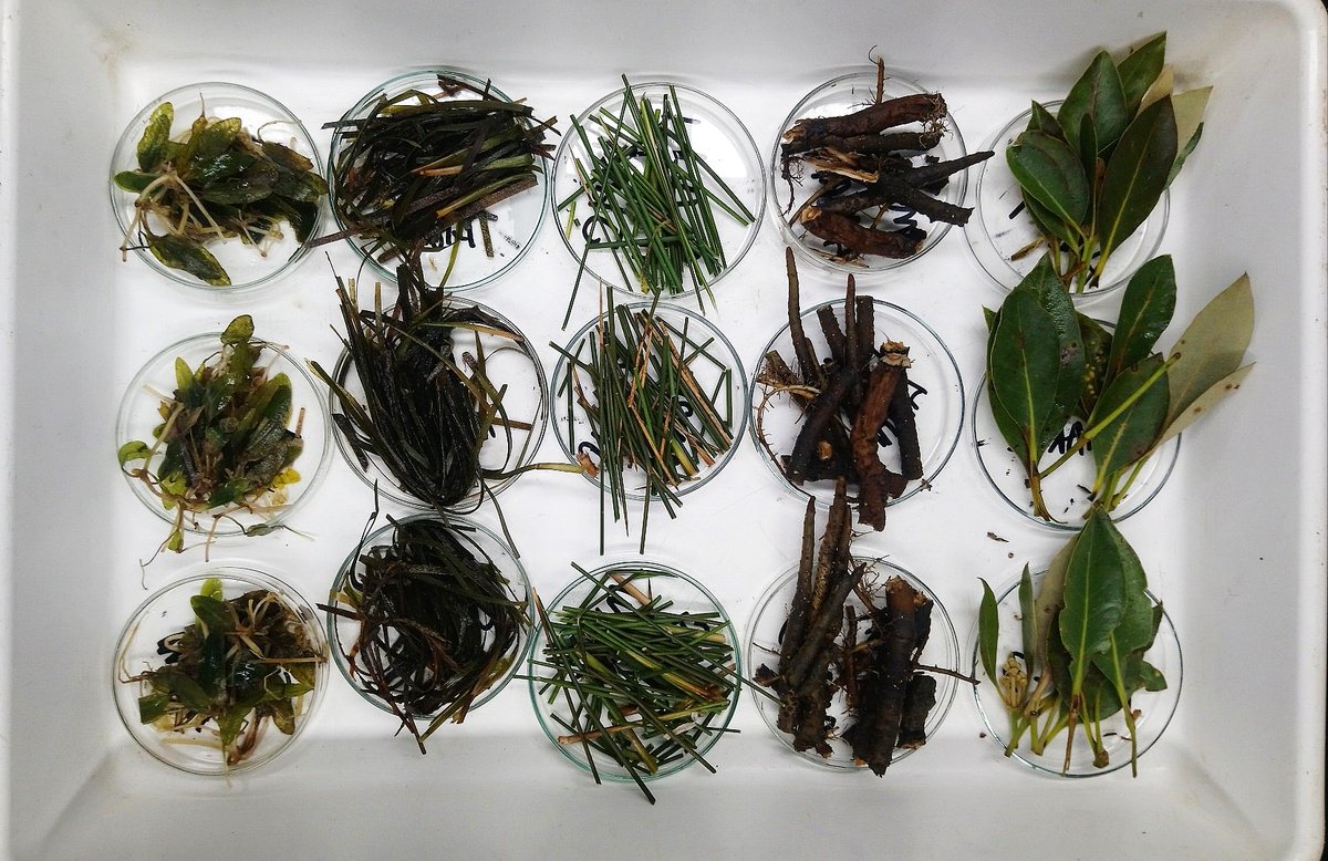 Jimothy_Fish's tweet image. All this sample prep makes me want to open a place called Stable Isotope Salads

@Uni_Newcastle @UoN_CaMS

#MarineBiology #Ecology #StableIsotopeAnalysis #Seagrass