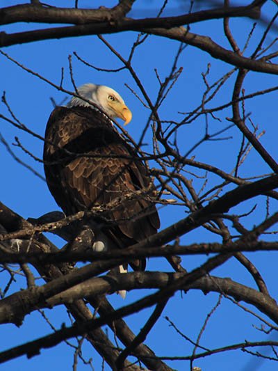 mnDonotpanic's tweet photo. #BoldEagles seen at Schaar's Bluff Park in late February; Dakota County, #Minnesota; #SchaarsBluff #MinnesotaPark #travel #naturePhotography https://t.co/ddCAloLYed
