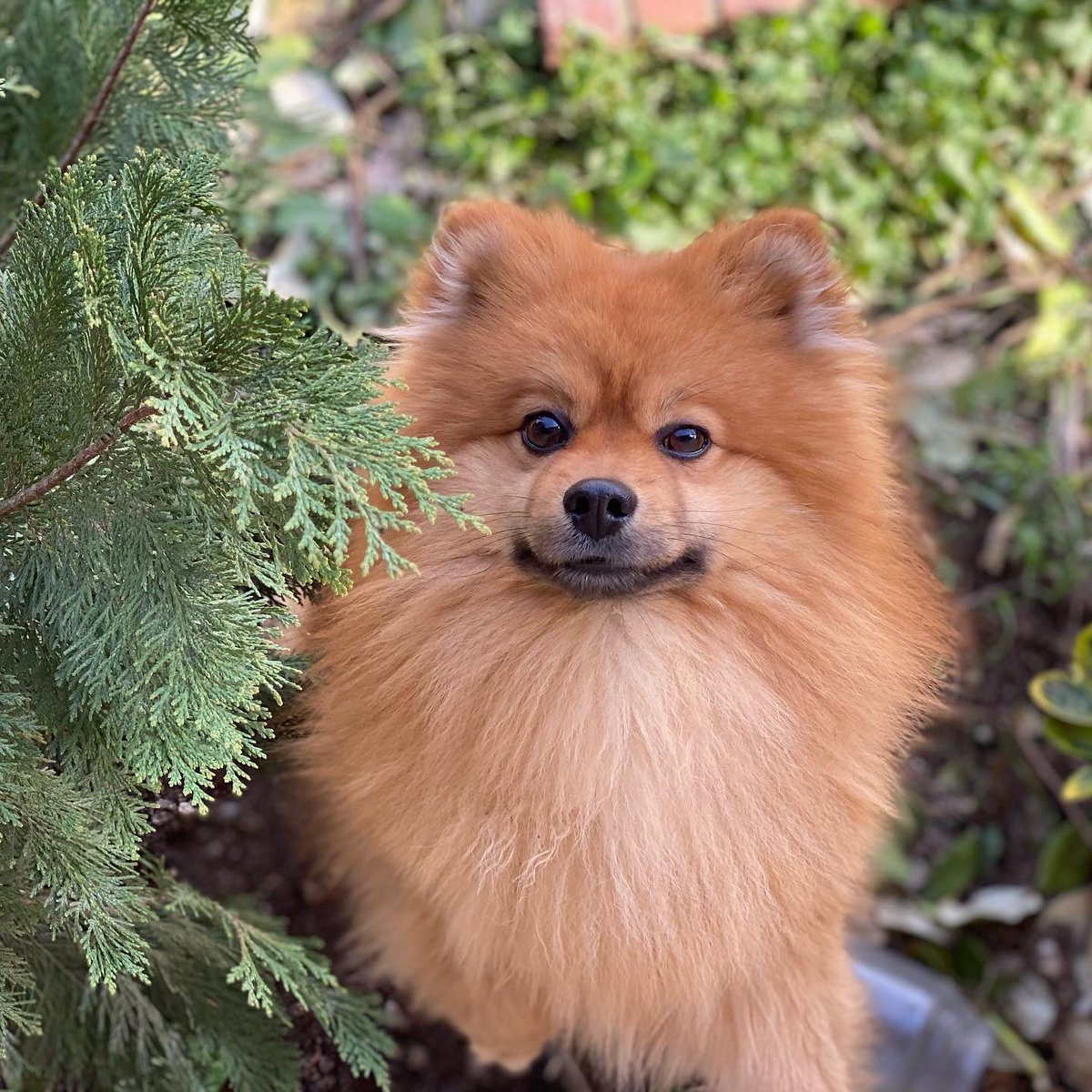 AnaisEdrd's tweet photo. Mon chien opium a disparu depuis hier matin au alentours de 7 h à marolles en hurepoix 
Svp si vous l’apercevez contactez moi en dm 
#chienperdu #Essonne https://t.co/X9OZfuxjCl