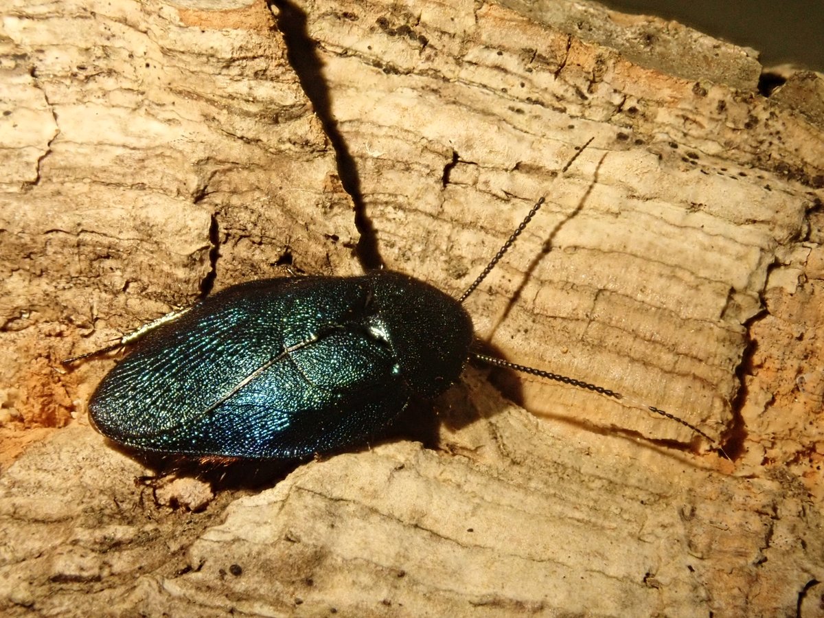 ゴキブリ Twitter Search