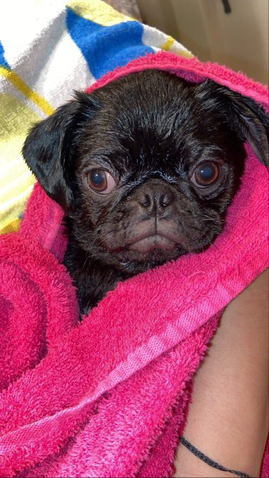I love her face SO MUCH #SashaDaThugPug https://t.co/kzIS2q5gTX