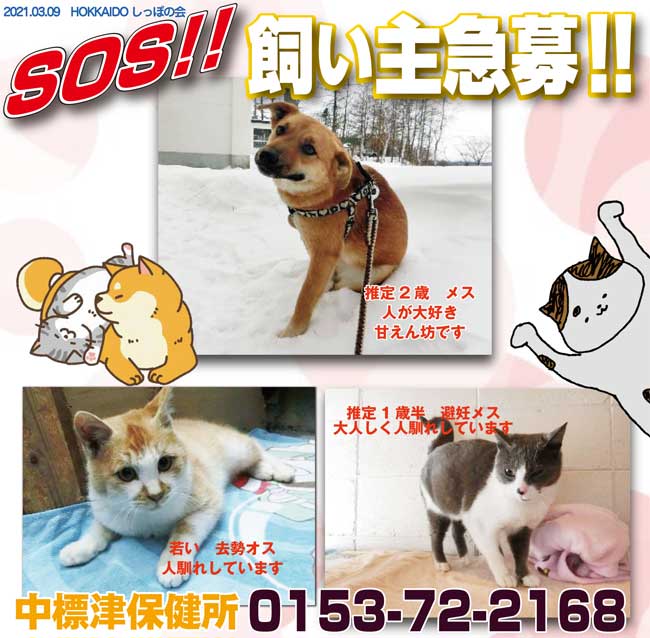 認定npo法人hokkaidoしっぽの会 北海道内保健所情報 収容犬猫４２頭 昨日と同数 中標津保健所には 犬1頭 猫2頭が 出会いを待っています 推定2歳のメスのミックス犬は 2月22日に保護されましたが 中標津保健所 0153 72 2168 T Co