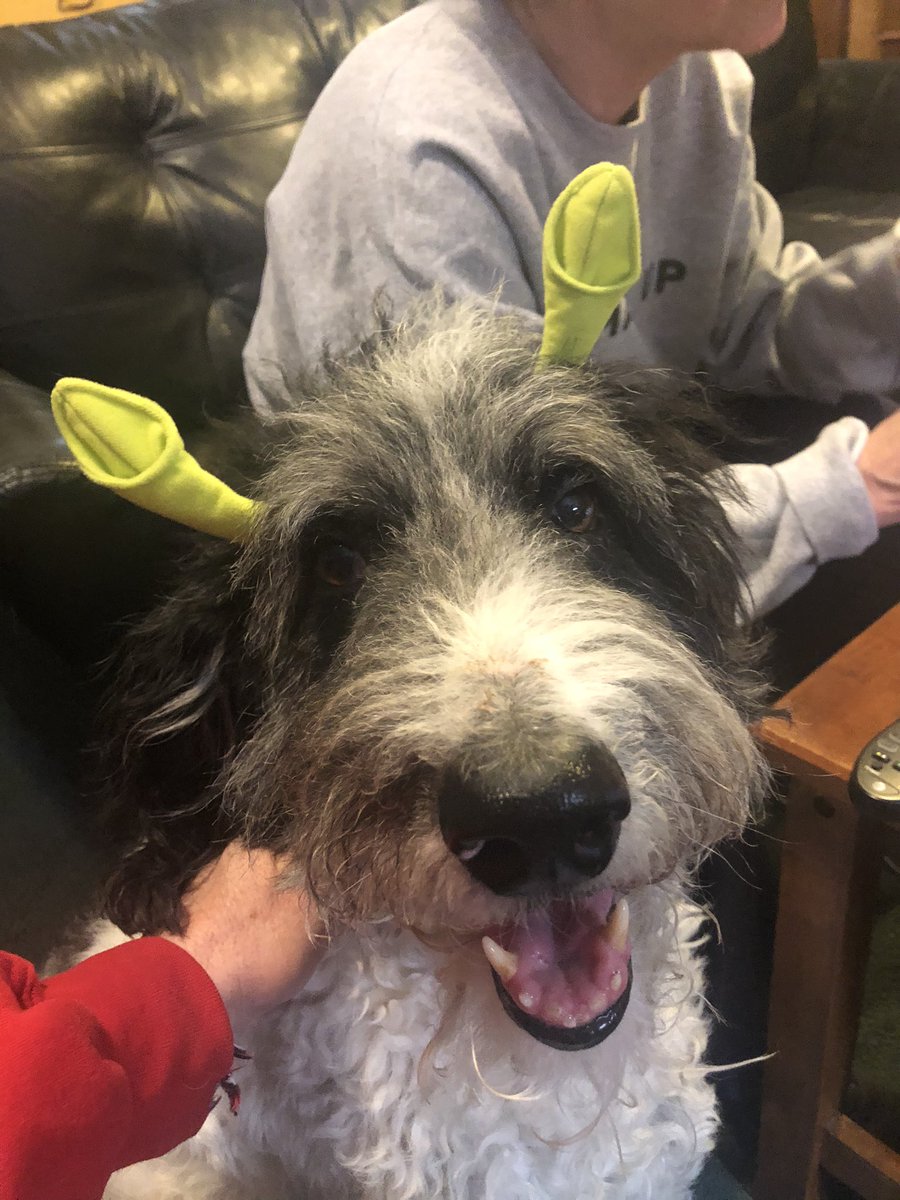 Ozzy_Giller's tweet photo. I think I’ve found my next #DreamRole- I can play the grumpy but lovable swamp loving #Shrek. Who should be my #Donkey #TheaterDog #dogsoftwitter #DownWithDuloc #IGotYouBeat #BigBrightBeautifulWorld #WhenWordsFail https://t.co/tmIggaE23D