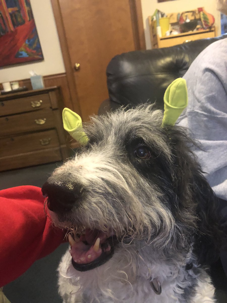 Ozzy_Giller's tweet photo. I think I’ve found my next #DreamRole- I can play the grumpy but lovable swamp loving #Shrek. Who should be my #Donkey #TheaterDog #dogsoftwitter #DownWithDuloc #IGotYouBeat #BigBrightBeautifulWorld #WhenWordsFail https://t.co/tmIggaE23D