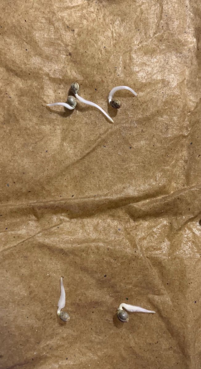 canntrader's tweet photo. Germination testing went well. All the #beans popped. #larrycake #weddingcake #lilacdiesel #chemd #hotrod #purplejellato #purplefrost all are x #dosianimalcookies. The purple frost is 🛸🚀❤️ #internationalwomensday #womenmakegoodgrowers https://t.co/oDZmRMrLk4