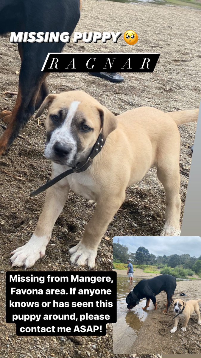 may_Apulu's tweet photo. MISSING!!!!! 🥺

Our boy Ragnar has gone missing, if anyone has seen him please contact me ASAP!!! https://t.co/A5u8XC2cCv
