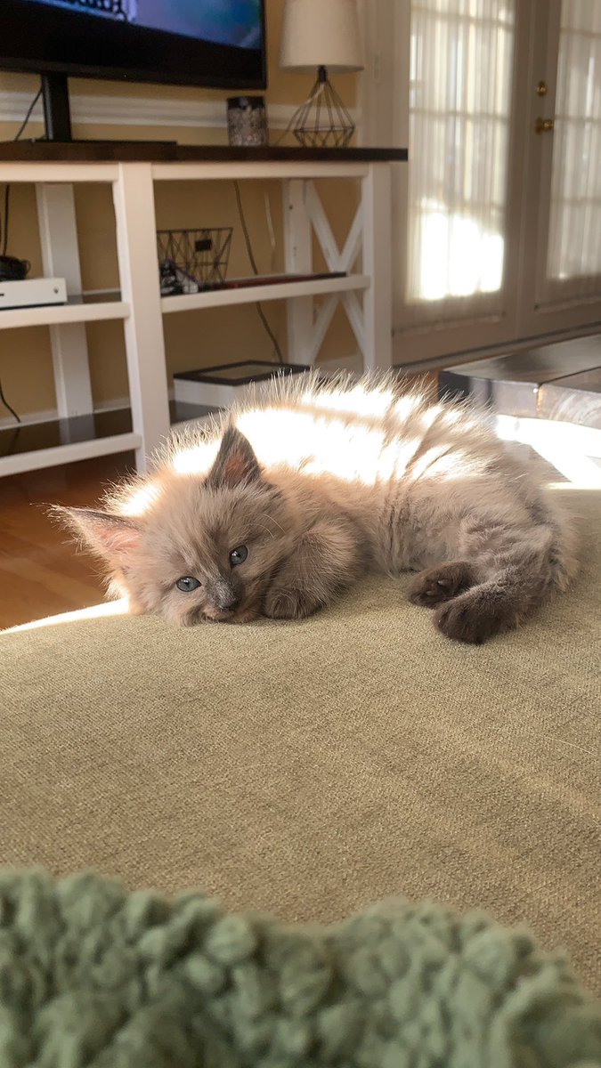 B_Proff's tweet photo. @krisduuhhhh I got this little girl Saturday https://t.co/L993wDcJaj