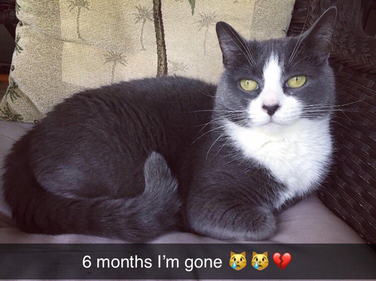 Mommy is sad that I’m gone. It’s 6 months already!! 💔😢 #coolchloee #chloeeee #CatsOfTwitter