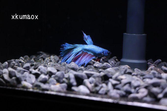 Kumaさん がハッシュタグ 志摩マリンランド をつけたツイート一覧 1 Whotwi グラフィカルtwitter分析