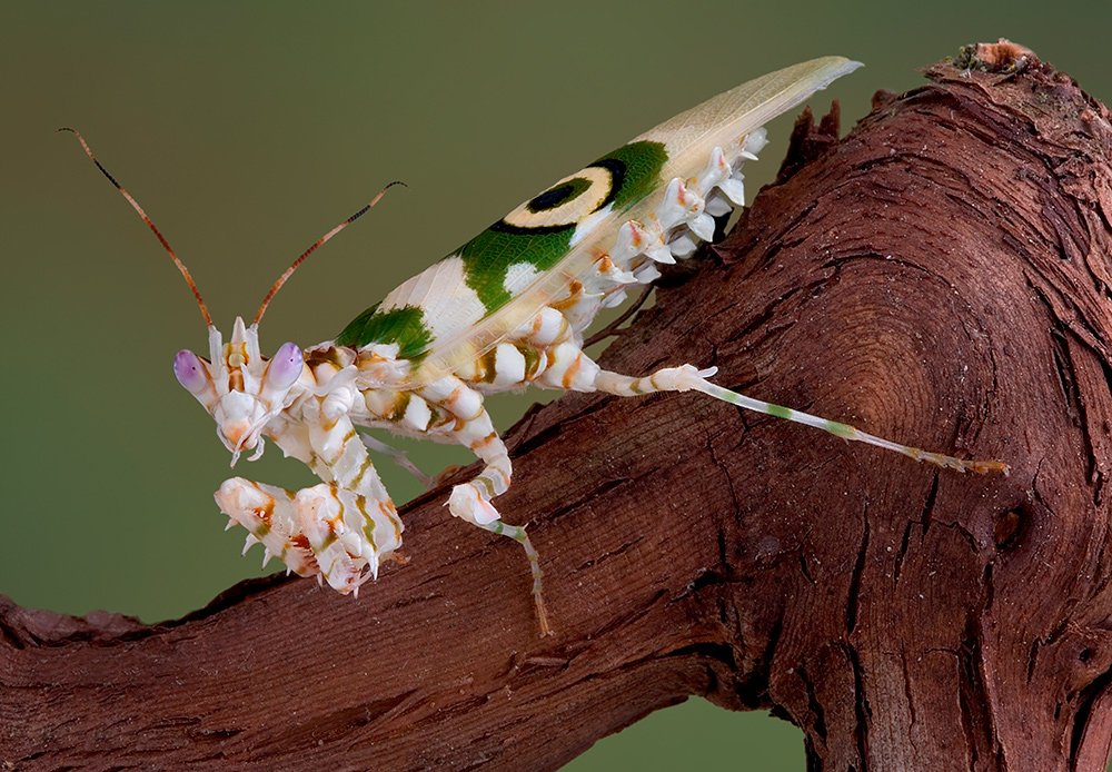 розовый орхидейный богомол. малазийский орхидейный богомол. розовый орхидейный богомол. богомол орхидейный белый. богомол hymenopus coronatus.